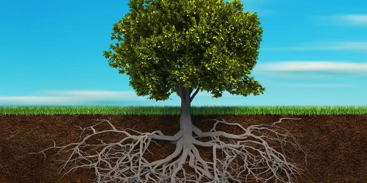 Rễ cắm sâu vào lòng đất giúp cây vững chắc hơn